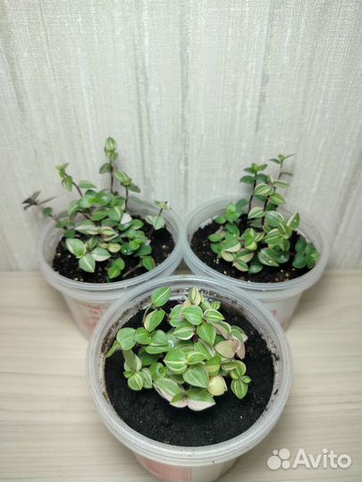 Коллизия Бьянка