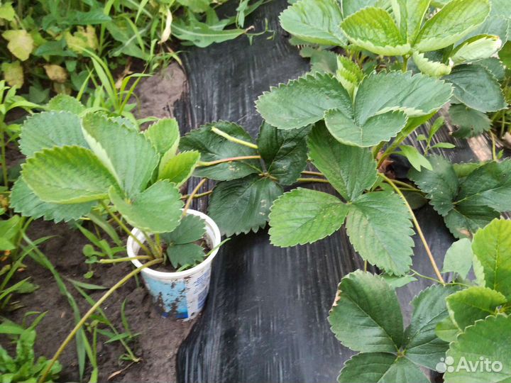 Клубника ремонтантная, сезонная саженцы