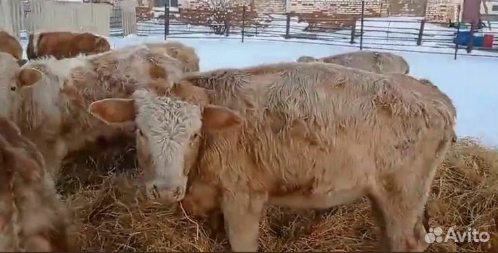 Продам телят 8 мес