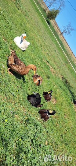 Инкубационное яйцо Утки башкирской