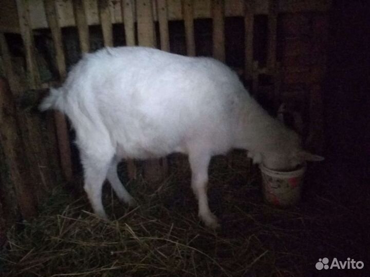 Зааненская дойная коза