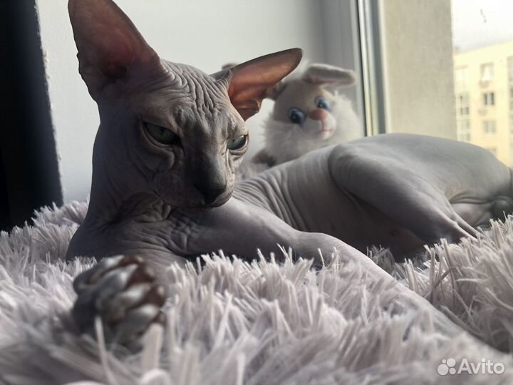 Канадский сфинкс вязка