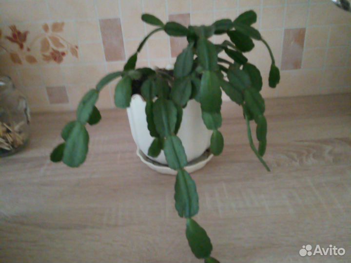 Рипсолидопсис