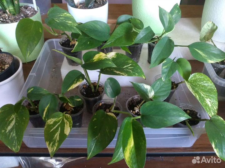 Эпипремнумы