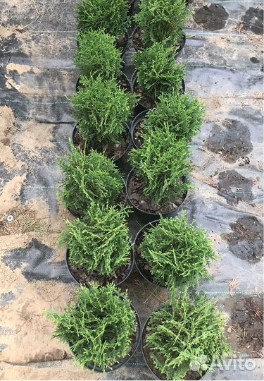 Туя* западная Смарагд Брабант Колумна Кедр Сосна