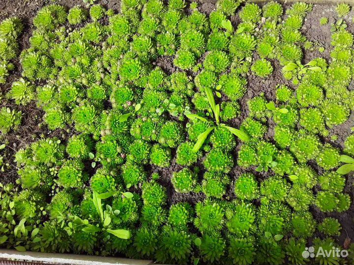 Рассада многолетних цветов