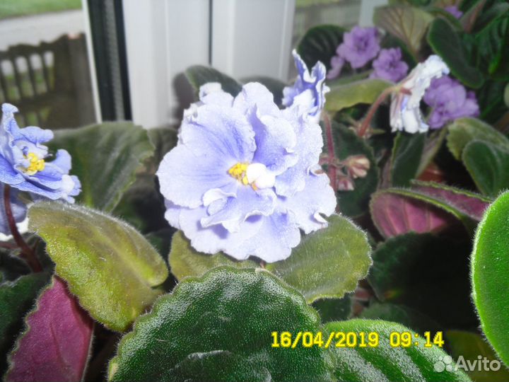 Комнатные цветы