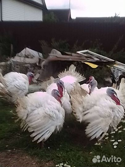 Индюки биг 6