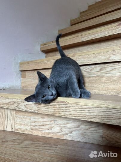 Котята русская голубая