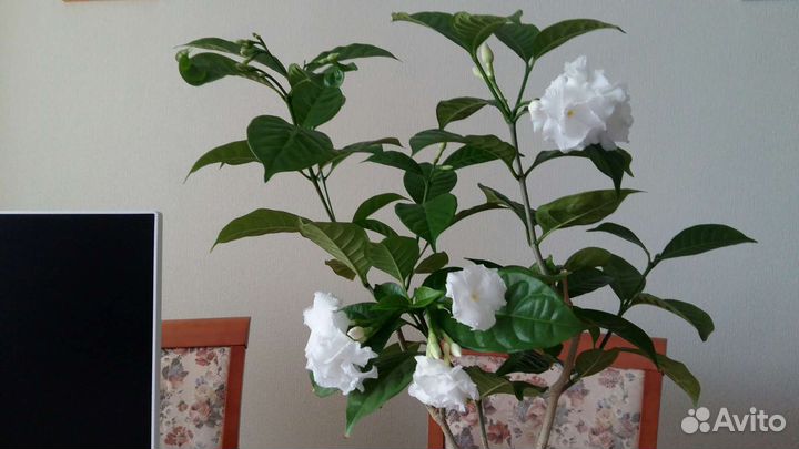 Замиокулькас