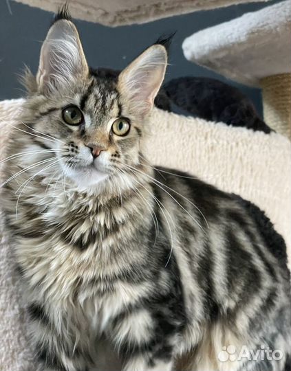 Мейн-кун яркая девочка