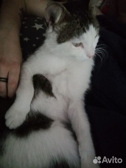 Отдам котейку в добрые ручки