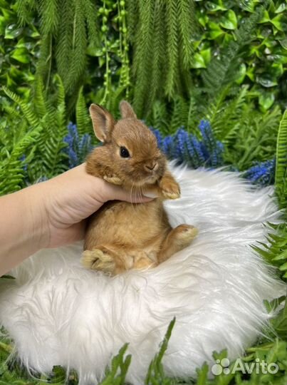 Много мини кроликов