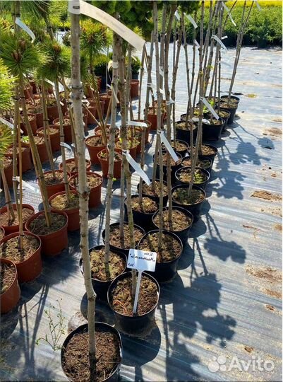 Хвойные растения на штамбе/Оптом