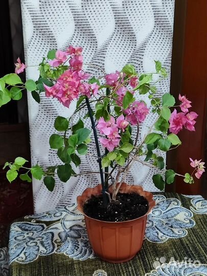 Бугенвиллия