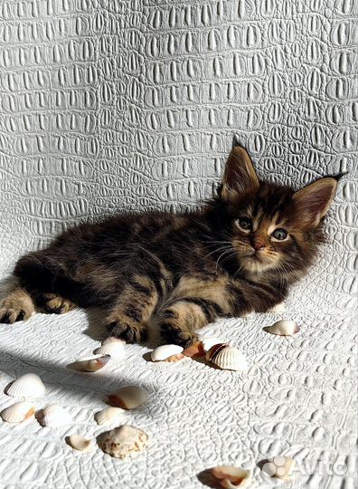 Котята мейн-кун