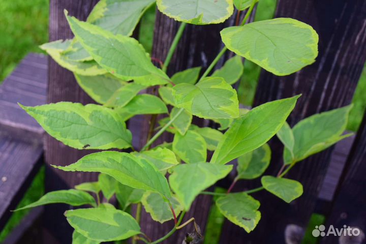 Дерен Гоучаулти