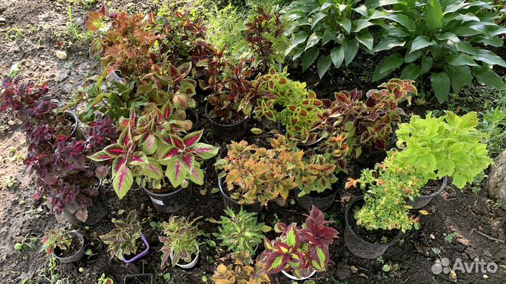 Огромный выбор колеусов