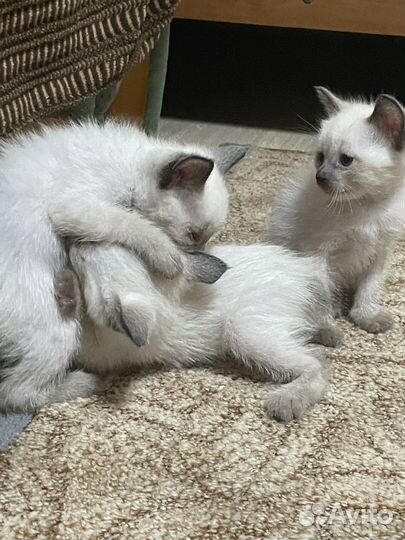 Меконгский бобтейл