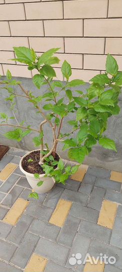 Гибискус китайская роза