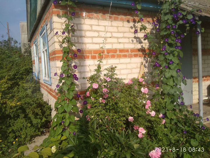 Дом 24 м² на участке 4,3 сот.