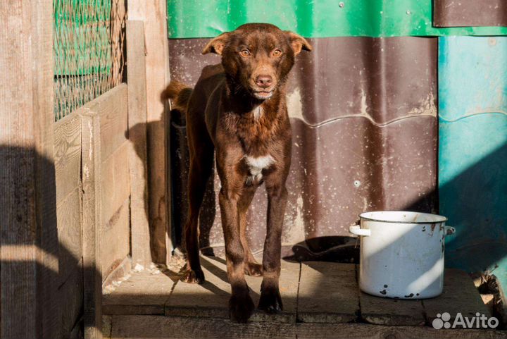 Собака ищет дом