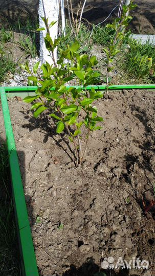 Вишня саженцы