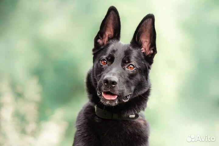 Сириус метис черной овчарки в добрые руки