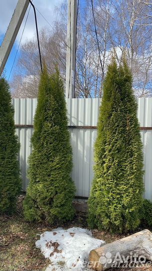 Туя Смарагд extra