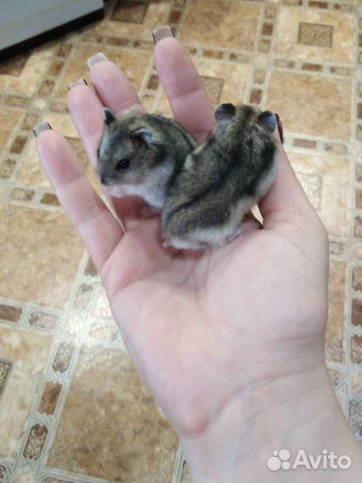 Джунгарский хомяк