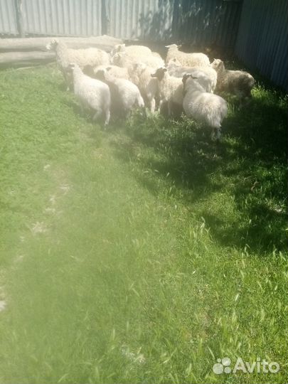 Ягнята южная мясная с мериносом