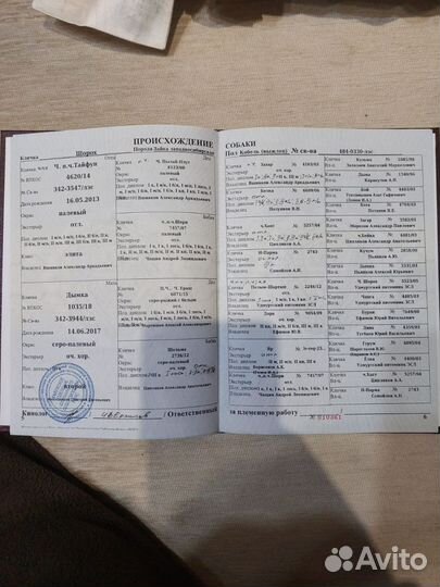 Западно сибирская лайка щенки