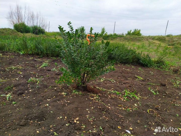 Кизильник блестящий