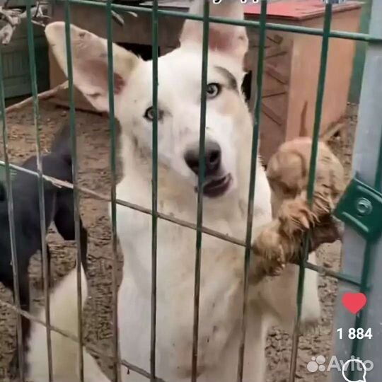 Нежа.собака в добрые руки