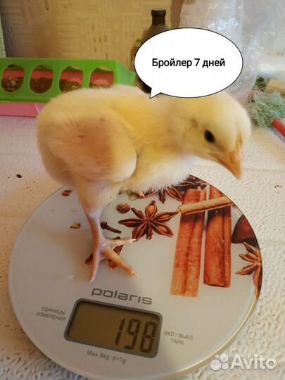 Цыплята Бройлер Кобб 500 импорт