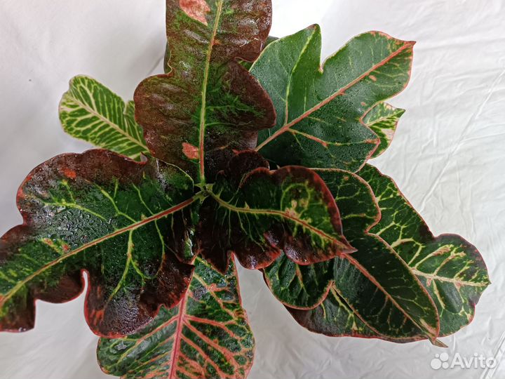 Кодиеум кротон