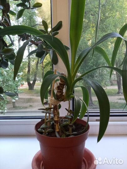 Пальма юкка