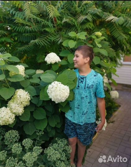 Многолетние цветы