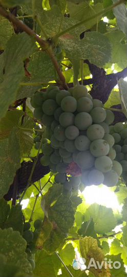 Виноград