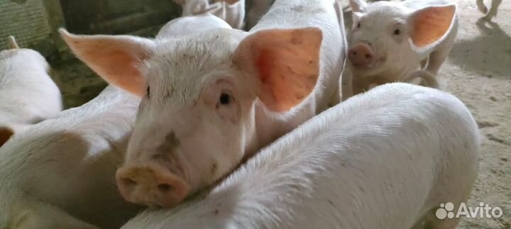 Поросенок ландрас+ландрос+Пьетрен