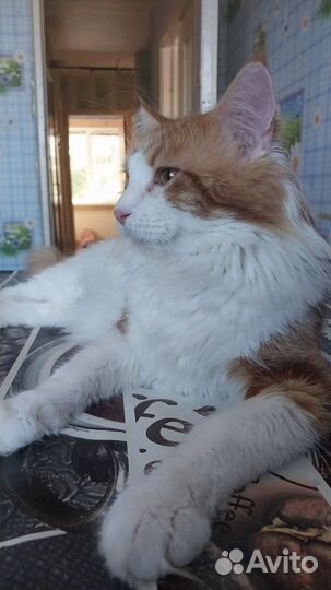 Котята мейн-кун