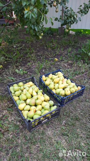 Продам грушу