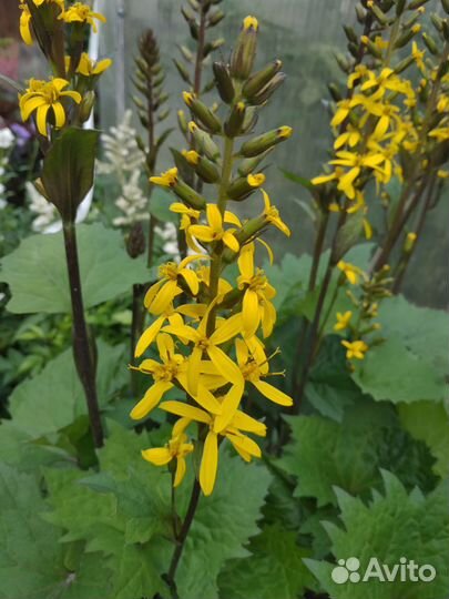 Бузульники разные сорта