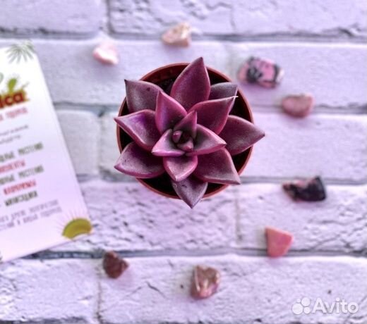 Эхеверия Таурус (Echeveria Agavoides Taurus) D5см