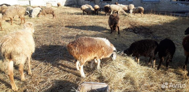 Овцы покрытые