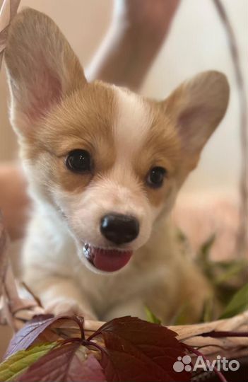 Вельш-корги