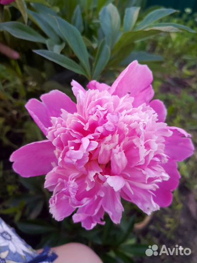 Пион розовый