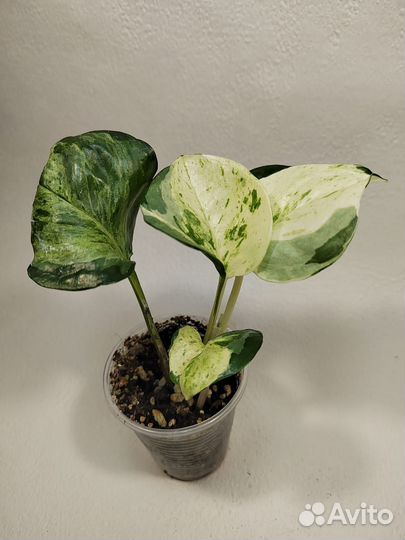 Эпипремнумы разные