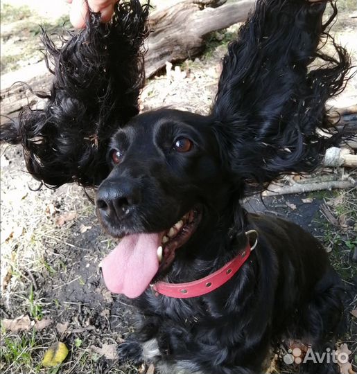 Русский спаниель