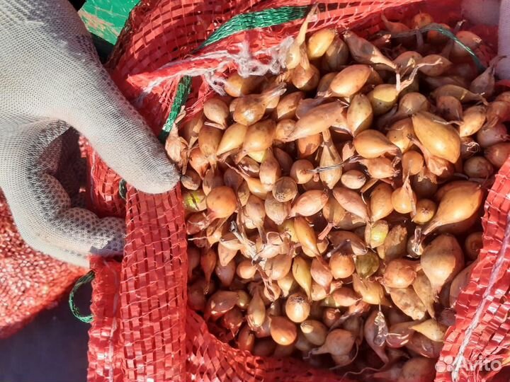 Лук севок озимый сорт радар, и стурон